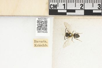 Media type: image;   Entomology 774145 Aspect: Labels